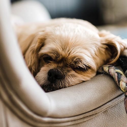 closeup of a small senior dog resting in his bed