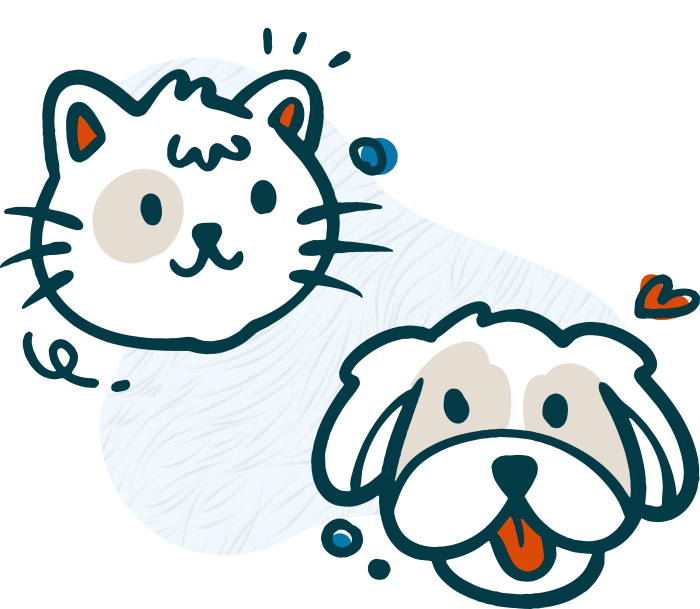 kitten sitting next to happy brown and white dog on transparent background